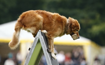 Vorschaubild für "Allgemeines über Gebrauchshunde" Hund mit Holz im Maul der über eine A-Wand springt.