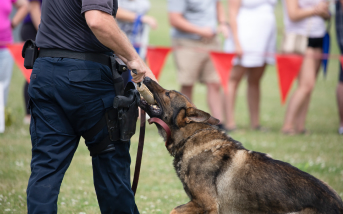 Vorschaubild für "Entwicklung des Gebrauchshundewesen" Hund an Beisspielzeug an der Seite eines Polizisten.