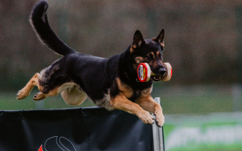 Headerbild für "Prüfung von Gebrauchshunden" Hund beim Angriff auf einen Schutzdiensthelfer.